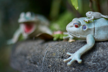 Plastic frogs with small depth of field