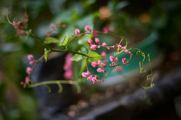 Small pink blooming flowers with bokeh background