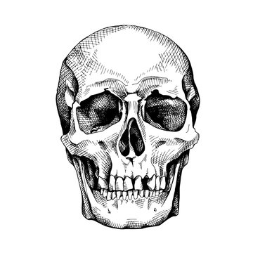 Frontal image of the skull. Vector illustration.