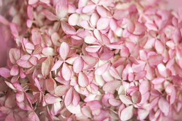 Hydrangea paniculata, pink flowers fill the entire frame selected sharpness