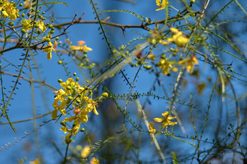 Little yellow flowers against a blue sky