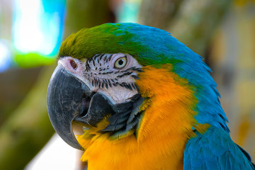 Macaw parrot blue-and-yellow close up