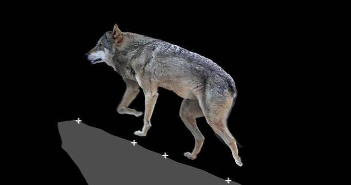 Gray wolf howling. An isolated wolf rises to a rock and howls. Animation includes an alpha channel. Version panoramic camera. Element for visual effects.