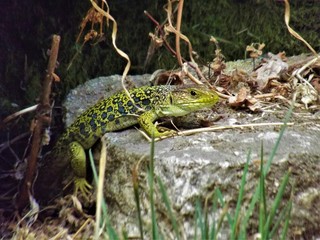 Lagarto