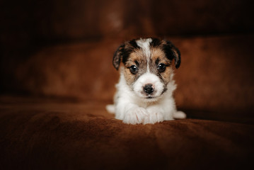 jack russell terrier puppy posing indoors on a bed