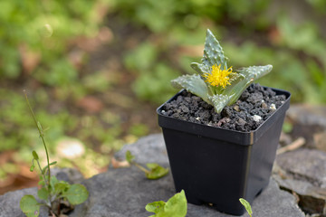 Flowering faucaria tuberculosa on stones with a garden background