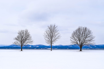 trees in the snow