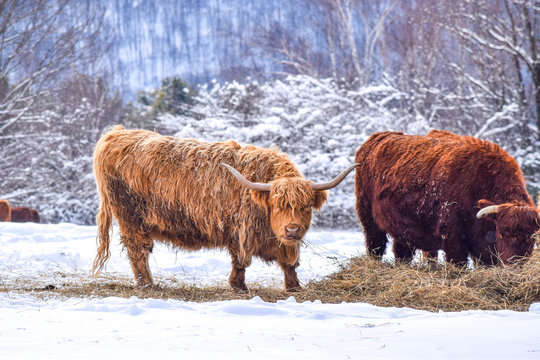 Highland Cow In Winter