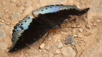 blue and black multicolored butterfly as example of Lao´s wild fauna