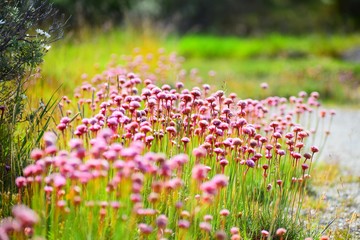 flores silvestres
