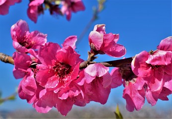 Melocotonero en flor