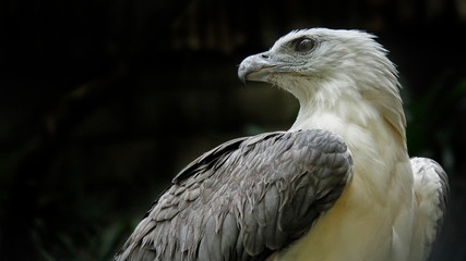 close up shoot of The white-bellied sea eagle (Haliaeetus leucogaster), also known as the...