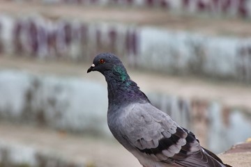 pigeon on the ground