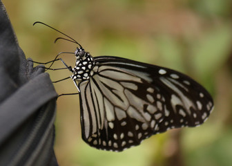black and white butterfly as example of Lao´s wild fauna