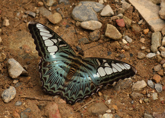 multicolored butterfly as example of Lao´s wild fauna