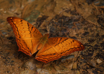 orange types of butterfly as example of Lao´s wild fauna