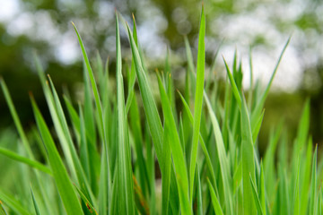 Grass