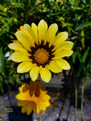 yellow flower in the garden