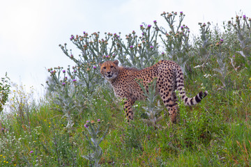 wild cheetah in the green grass in the park