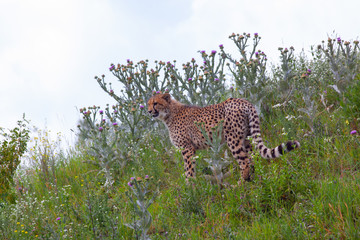 wild cheetah in the green grass in the park © svetjekolem