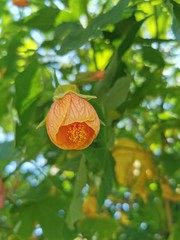 orange fruit tree