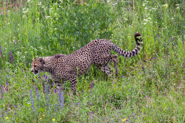 wild cheetah in the green grass in the park © svetjekolem