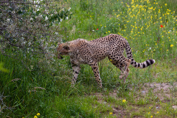 wild cheetah in the green grass in the park