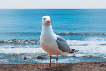 Front view of a seagull on the old ramparts in Alghero, Sardinia, Italy