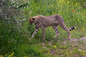 wild cheetah in the green grass in the park