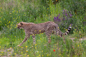 wild cheetah in the green grass in the park © svetjekolem