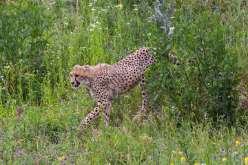 wild cheetah in the green grass in the park