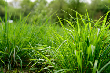 Fresh green grass