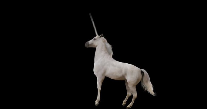 Unicorn rearing. realistic animation. Isolated video including alpha channel allows to add background in post-production. Element for visual effects.