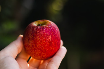 delicious apples background