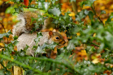 Squirrel spotting you through the foliage
