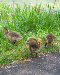 A trio of Canada Goose goslings preen themselves by the side of the road which runs near a waterway.