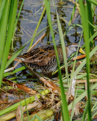 A Sora rail peeks through the reeds while wading through a marsh.