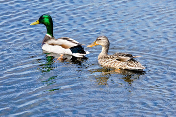 Obraz premium A pair of Mallard ducks swim along on the blue water.