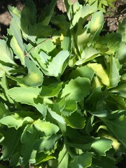plant with rounded but edged leaves