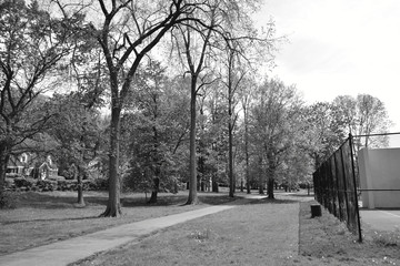 Trees in the Park