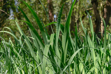Green grass in the wind