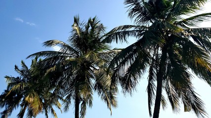 coconut palm tree with clear skies