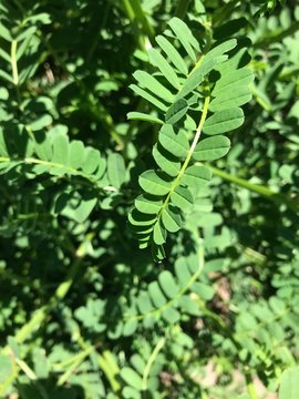 a fern-like plant emerging from the top of the photo