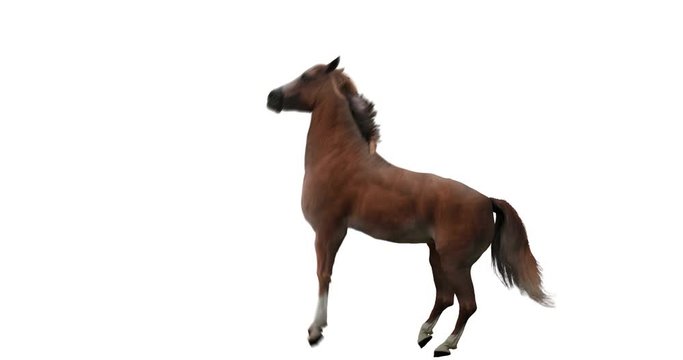 Red horse rearing. realistic animation. Isolated animal video including alpha channel allows to add background in post-production. Element for visual effects.