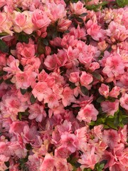 numerous pretty pink azalea flowers