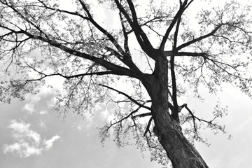 Big Tree (black and white) 2