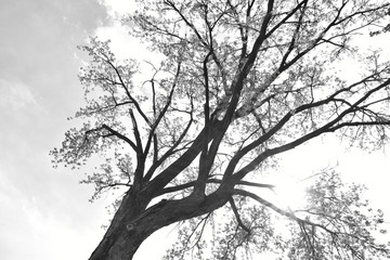 Big Tree (black and white) 1