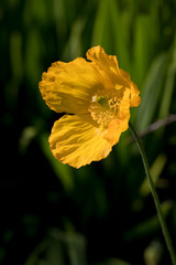Welsh Poppy in flower against a green background, United Kingdom