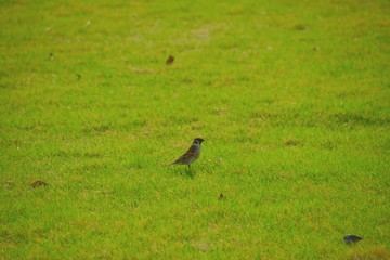 雀（スズメ）/野鳥