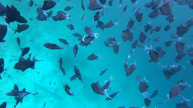 Underwater, close up beautiful shot of a school of black tropical fish swimming around the turquoise colored ocean near the Maldives